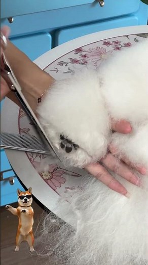 🐾 Clean Paws, Happy Pets! ✂️ Satisfying Paw Grooming Session