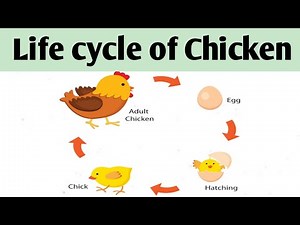 Life cycle of Hen Chicken/How to draw and label Hen life cycle.