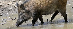 The Feral Hog in Oklahoma