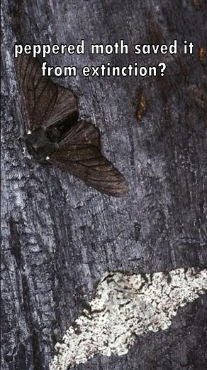 Industrial Melanism in Peppered Moth Explained 🦋🏭