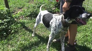 1.6K views · 65 reactions | Spot! Handsome male pointer, very nicely behaved. Gets along great with the other dogs. Available for adoption | Florida Pointer Rescue | Facebook