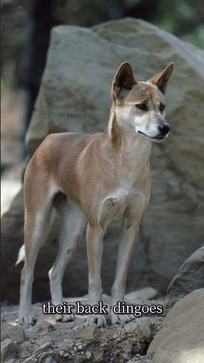 The Dark Side of dingoes 😬 the outback predators 🫣🫣 part 3