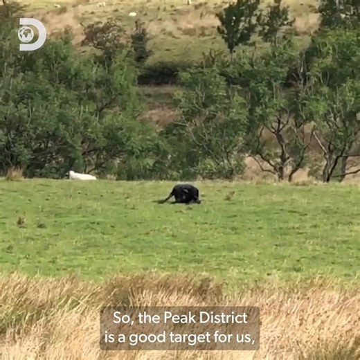 The #ExpeditionX team visit the UK to investigate reports of a monster cat prowling the English countryside...👀🐈‍⬛ | Discovery Channel UK