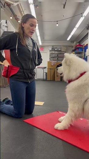 How to start teaching your dog to wave hello/goodbye #dogshorts #shorts