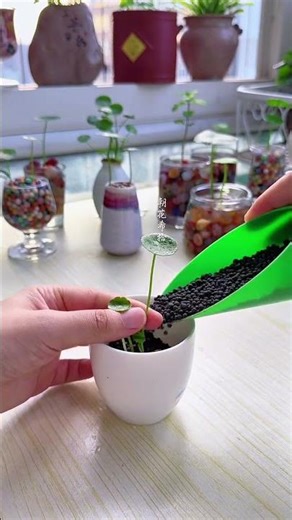 easy to grow pennywort waterweed mud as a substrate, cut a few roots and plant them in, strong.