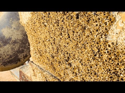 Satisfying Barnacles Removal ASMR Cleaning – No Talking, Just Pure Ocean Scraping