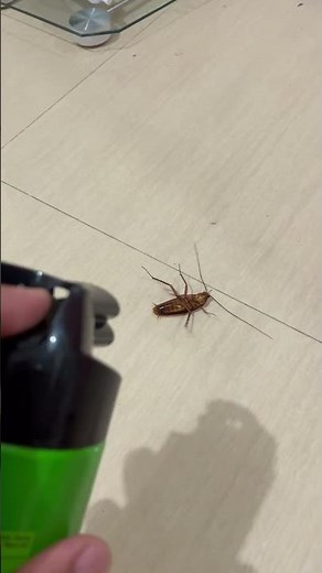Flying cockroach. Pest Extermination