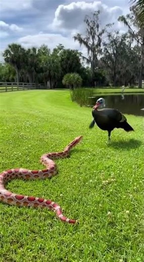 Unusual friends : python and turkey