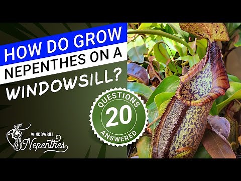 📚 ℹ️ How to take care of a pitcher plant (Best tutorial ✅ 20 questions answered!)