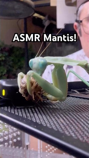 ☝️praying mantis breeding!☝️😱 #mantis #bugs #insect #nacfamily #rock_n_insectes