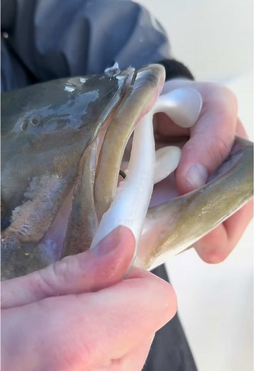 Catch Striped Bass with Screwy Head Jigs This Fall