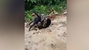 WATCH: Dog rescued from being strangled by python