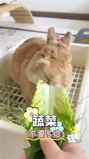 EASY Guide to Rabbit Breeding: The Ultimate Pet Rabbit Tips