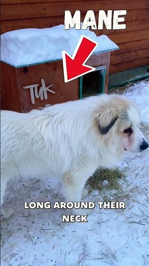 HOW IS A DOG LIKE A LION? Great Pyrenees Breed Review Highlights #shorts