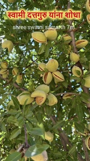 स्वामी दत्तगुरु यांना शोधा