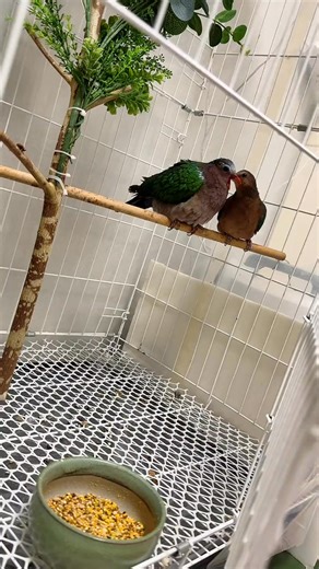 戚超会 on Instagram: "绿翅金鸠 Common Emerald Dove Chalcophaps indica"