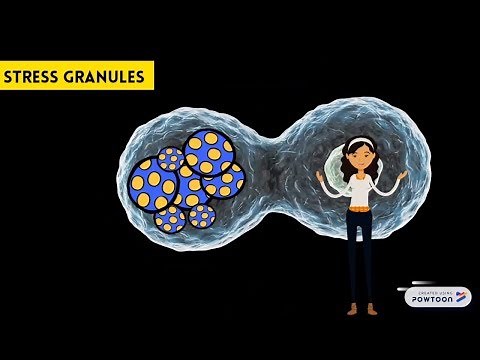 ALS: The cell under stress