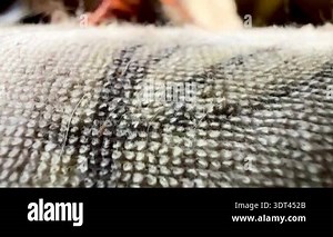 Close-up of a dead brown cockroach lying on its back on a dusty floor near cardboard debris. Detailed macro view highlights legs, antennae, and texture in an indoor pest control context Stock Video Footage - Alamy