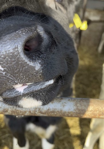Discover Dairy Farming in Japan: A Unique Perspective