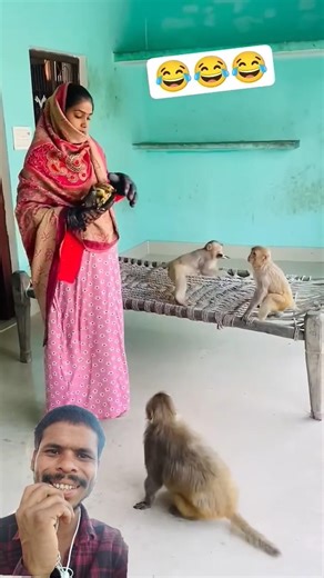 बंदर फनी 🤪 #monkey #funny #newमारवाड़ीcomedy #animals #cute