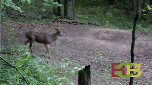 Field and Stream Video.mov