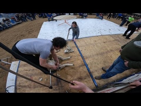 Competing In The Rapid City South Dakota Sheep Shearing Contest 2022 (V5)