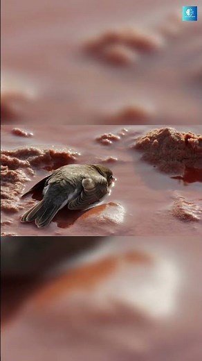 This Deadly Lake Turns Animals Into Stone 😨