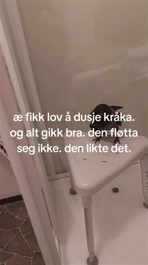 Ken Roger Nilsen (@ken.roger.nilsen)’s videos with original sound - Ken Roger Nilsen