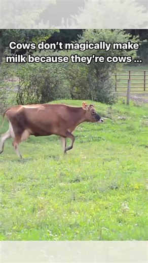 Farm Sanctuary on Instagram: "Why do cows produce milk? It’s not because they’re cows...it’s because they’re moms! Despite the popular belief that cows produce milk because they’re cows, they actually make milk because they’re moms. Many people don’t know that cows must be pregnant or nursing their babies to produce milk—just like humans and other mammals. In the dairy industry, calves are taken from their mothers shortly after birth so humans can drink their milk instead—which breaks our hearts