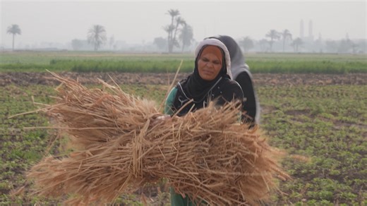 Focus - Egypt's female farm workers face dire working conditions