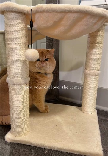 max is not camera shy #britishshorthair #fyp #catsoftiktok #viral #cattok