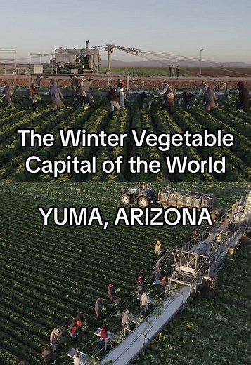 We’re lucky to enjoy fresh, American-grown produce all year long, thanks to the desert regions that thrive in winter. 🥬 Discover the winter vegetable capital of the world: Yuma, Arizona! ☀️ #agtech #advocateforagriculture #westerngrowers #arizonagrown #arizonaag #futureoffarming #farmtourswithcory #farmfacts #advocate #advocateforagriculture #usaagriculture #YCEDA #yumafreshvegetableassociation
