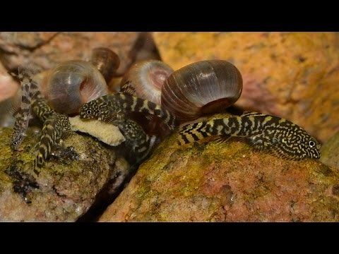 Sewellia lineolata Breeding Project - Oct 2016