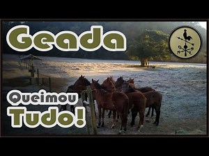 Como fica a vegetação depois de uma Geada.