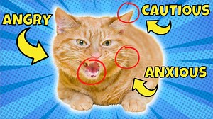 Cat Body Language Explained (21 Posture Meanings) - 1Funny.com