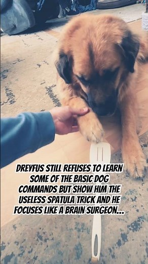 🐶🧐Dreyfus quickly reaps the rewards of learning the useless kitchen spatula trick…