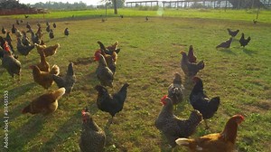 CLOSE UP: Brown and black free range hens roam around the enclosed meadow on a sunny day. Golden summer sun shines on a flock of free range chickens exploring the grassy farmland. Humane poultry farm.