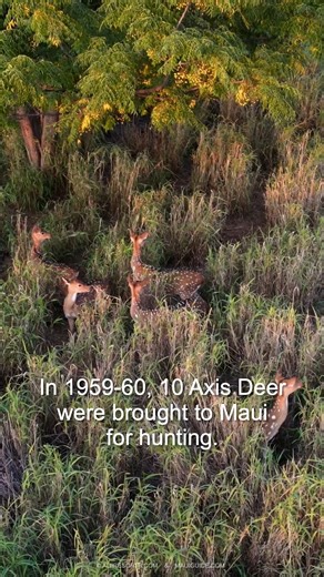 7.8K views · 40 reactions | Why are axis deer such a problem on Maui? • No natural predators • Year-round breeding (each female can birth one fawn annually) • Ability to adapt to harsh conditions The result: an ecological imbalance that’s rapidly worsening. | Road to Hana | Facebook