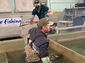 Watch as rainbow trout make their journey from our hatchery to a waterway. See when your fishing spot will be stocked at http://bit.ly/TroutStocking21 | Texas Parks and Wildlife