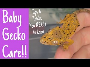 HOW I CARE FOR BABY CRESTED GECKOS!!