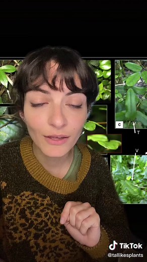 Chameleon Vine and Mimic Plant Vision Explained