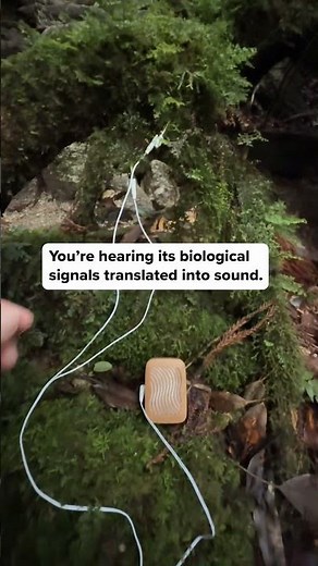 Ferns have existed for millions of years, thriving in cool, shaded forests where moisture and