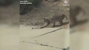 Bobcat vs. snake in Arizona
