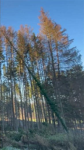 #husqvarna #564xp #564 #564xpg #holz #brennholz #stihl #logging #firewood #power #wood #chainsaw