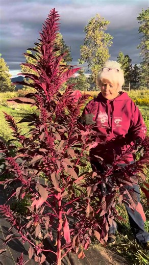 TWO KAYS// A few years ago, Mom found an amaranth so massive she felt compelled to sing “Oh Christmas Tree” to it. And who am I to stop her? 😂🎄 Truly one of the greatest performances in Two Kays history. Award-worthy. Iconic. Timeless. Bringing this treasure back for your holiday joy. | Two Kay’s Flower Farm