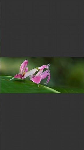 This insect looks like a flower… until it attacks | Orchid Mantis