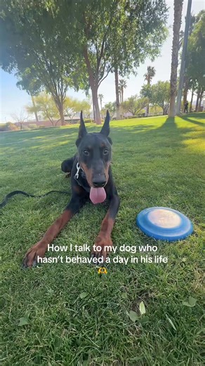 Talking to My Disobedient Doberman 🫶