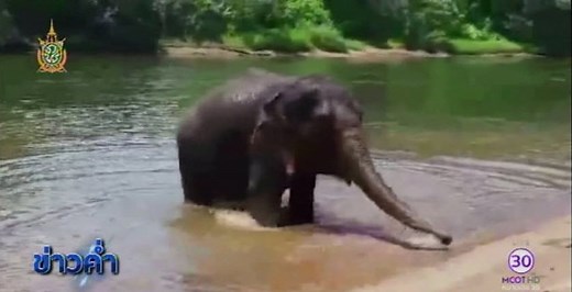 Elephant that saved young Brit from 2004 tsunami found in Kanchanaburi | Coconuts
