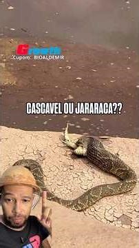 CASCAVEL OU JARARACA? #bioaldemir #curiosidades #animais