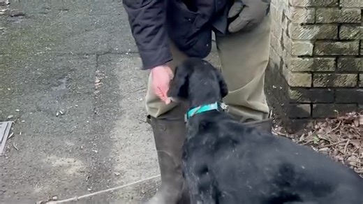 “What happens when the dog ISN’T wearing the e-collar though?” That depends who trained the dog and how the dog was trained … (This particular dog had previously gone missing for hours chasing deer, completely ignoring any commands.) | Take the Lead Dog Training
